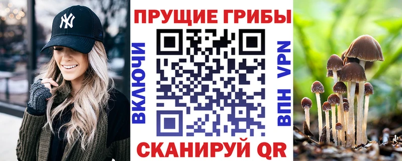 МЕГА ТОР  Вышний Волочёк  Псилоцибиновые грибы мицелий 